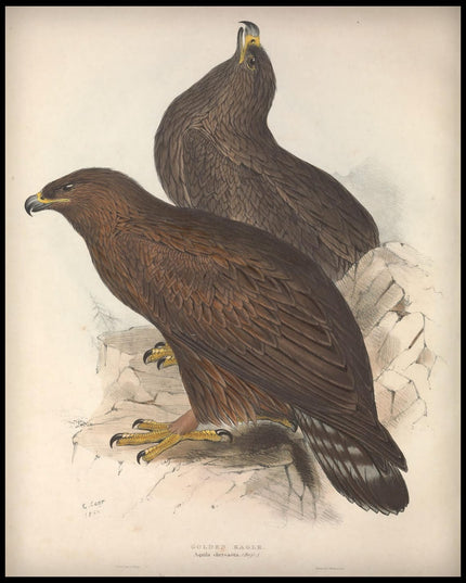 Aquila Chrysaeta Poster