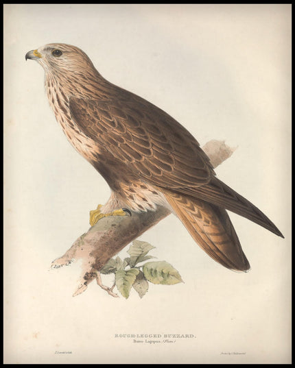 Buteo Lagopus Poster