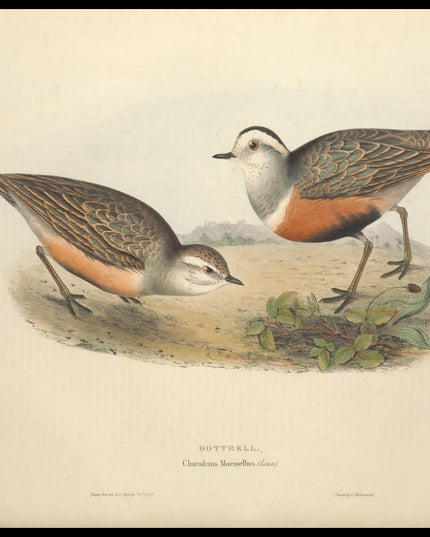 Charadrius Morinellus Poster