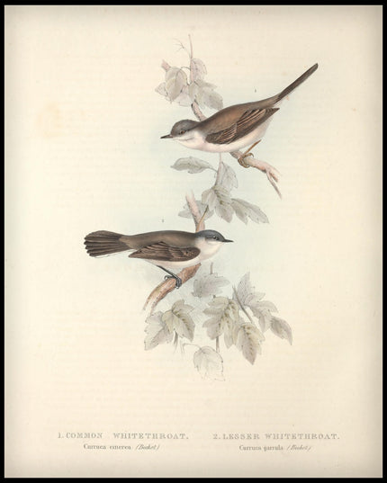 Curruca Cinerea & Garrula Poster