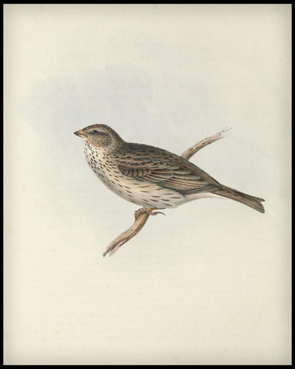 Emberiza Miliaria Poster