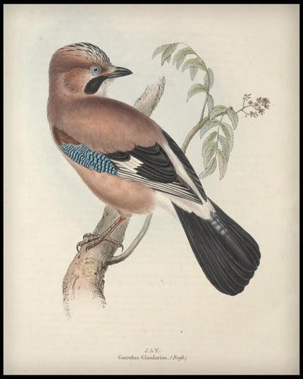 Garrulus Glandarius Poster