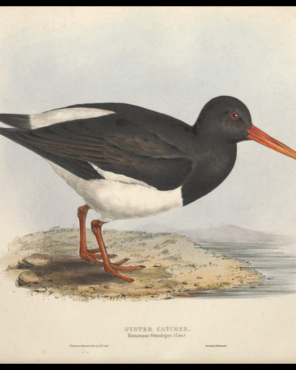 Haematopus Ostralegus Poster