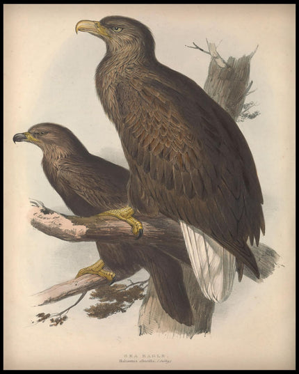 Haliaetus Albicilla Poster