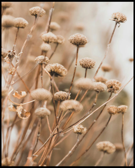 Ein Leinwandbild von vertrockneten Blumen in weichen Braun- und Beigetönen.