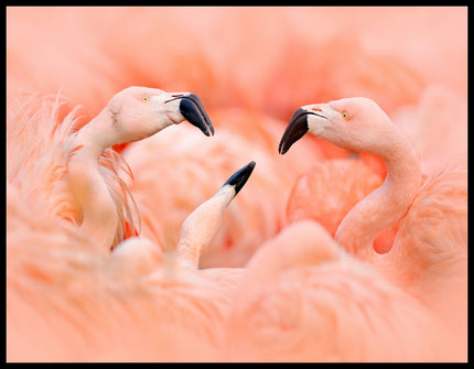 Ein Leinwandbild von drei Flamingos, die sich gegenüberstehen.