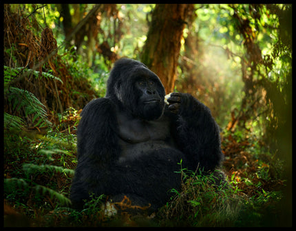 Ein Leinwandbild von einem Gorilla, der in einem dichten, grünen Wald sitzt.