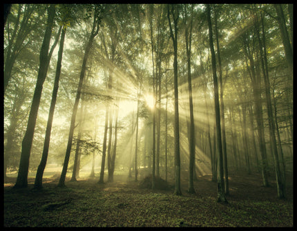 Leinwandbild von Sonnenstrahlen die in einem Wald durch schmale Bäume hindurch scheinen.