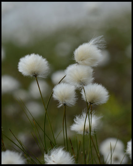 Leinwandbild von Wollgras das sich im Wind bewegt.