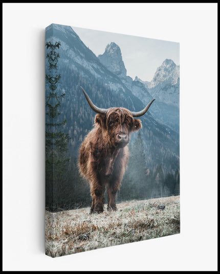 Highland Cow Canvas