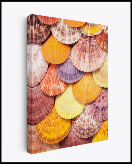 Colorful Seashells Canvas