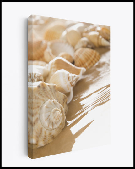 Seashells on the Sand Beach Poster