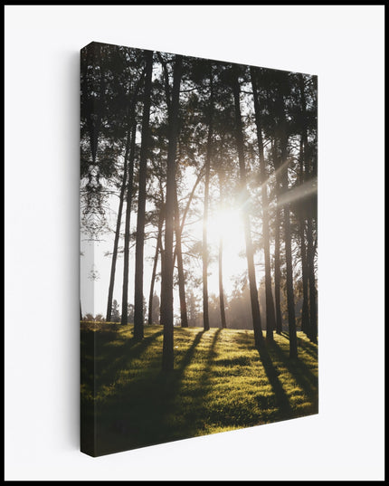 Sunshine Forest Canvas