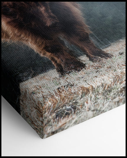 Highland Cow Canvas