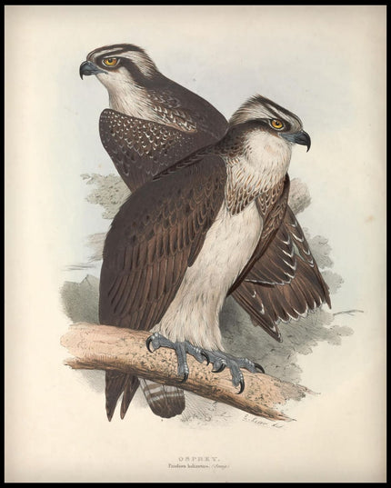 Pandion Haliaetus Poster