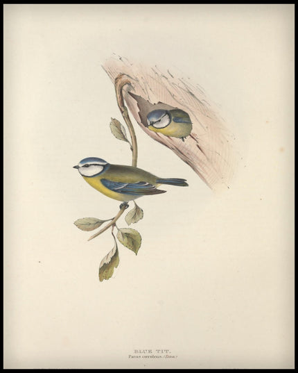 Parus Caerulens Poster