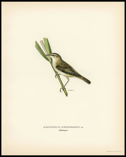 Acrocephalus Schoenobaenus Poster