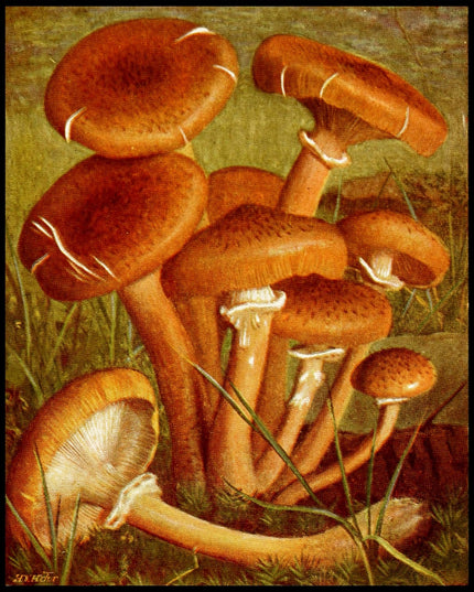 Armillaria Mellea