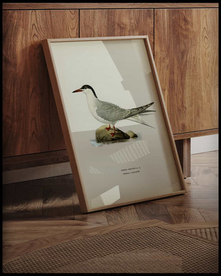 Sterna Hirundo Poster