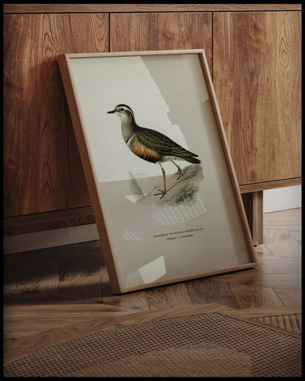 Charadrius Morinellus Poster