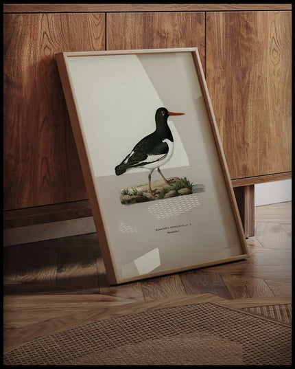 Haematopus Ostralegus Poster