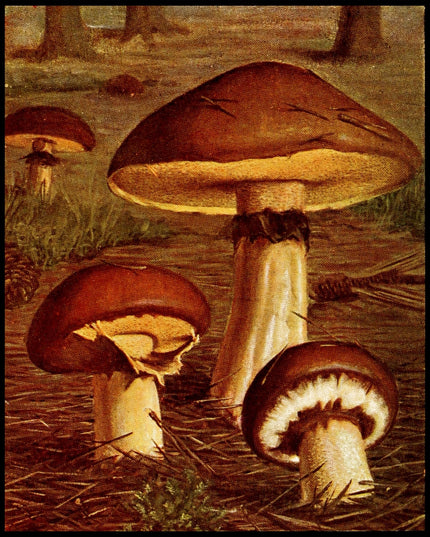 Boletus Luteus