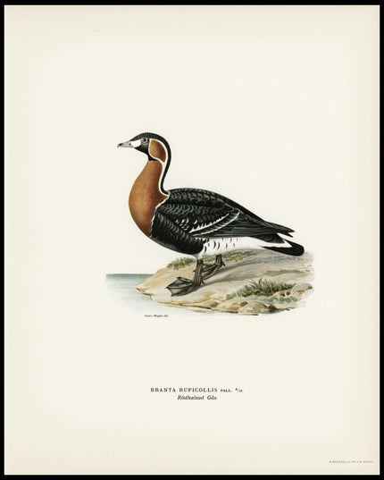 Branta Ruficollis Poster