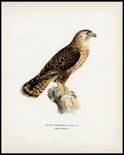 Buteo Intermedius Poster