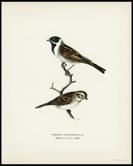 Emberiza Schoeniclus Poster