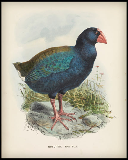 Notornis Mantelli