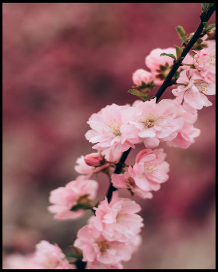 Ein Poster von einem Zweig mit zarten, rosa Kirschblüten vor einem unscharfen Hintergrund.