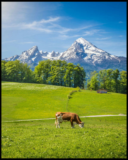 Ein Poster von einer Kuh auf einer grünen Wiese vor einer Alpenlandschaft