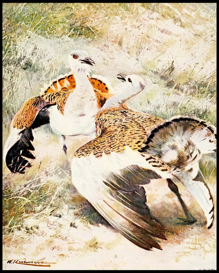 Great Bustard