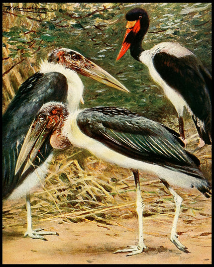 Marabou And Jabiru