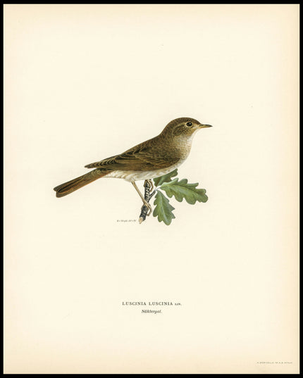 Luscinia Luscinia Poster