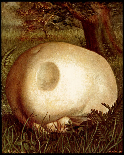 Lycoperdon Giganteum