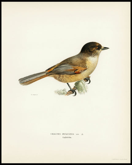 Perisoreus Infaustus Poster