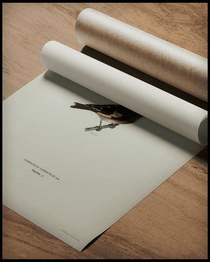 Carduelis Carduelis Poster