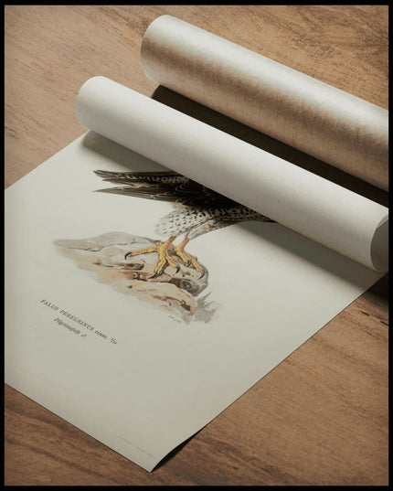 Falco Peregrinus Poster