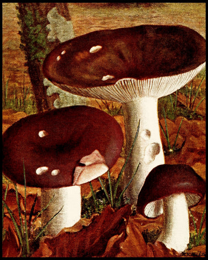 Russula Cyanoxantha