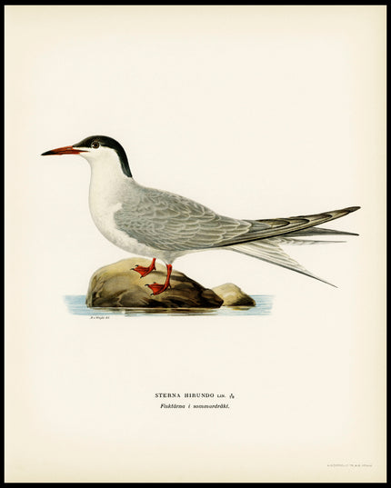 Sterna Hirundo Poster