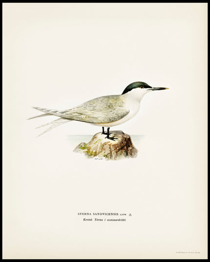 Sterna Sandvicensis Poster