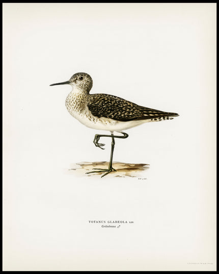 Totanus Glareola Poster