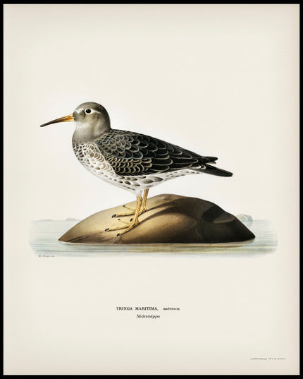 Tringa Maritima Poster