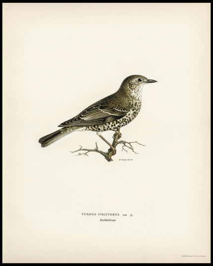 Turdus Viscivorus Poster