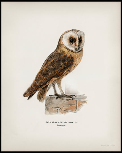 Tyto Alba Guttata Poster