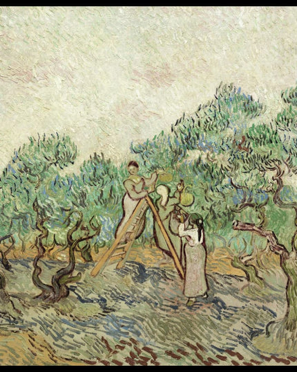 The Olive Orchard