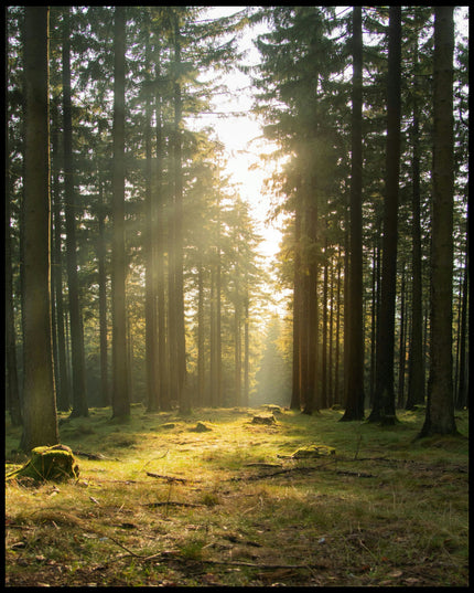 Ein Poster von einer Lichtung im Wald mit hohen Nadelbäumen.