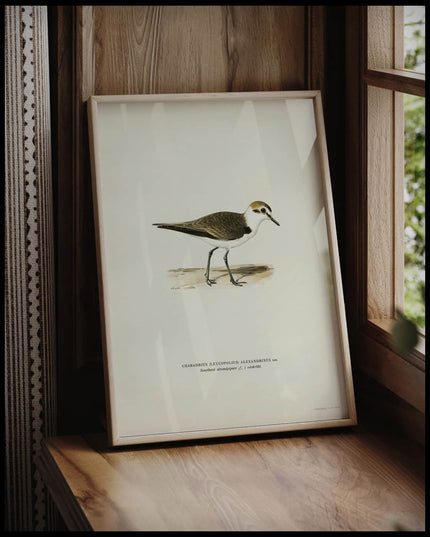 Charadrius Alexandrinus Poster