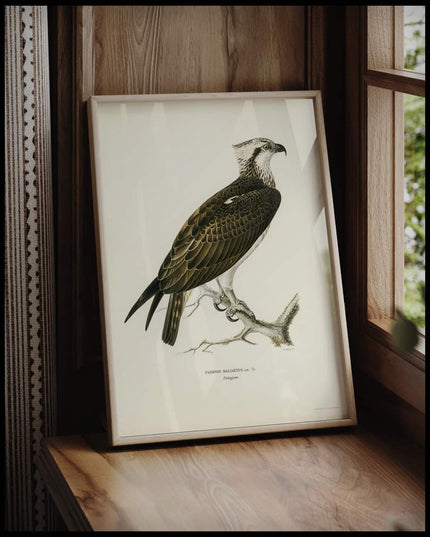 Pandion Haliaetus Poster